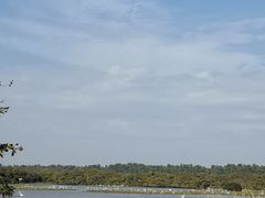 -大湾区中央湿地公园