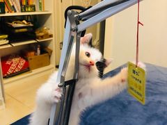 -瑞派·关忠动物医院·猫专科·犬专科(三环新城店)