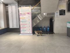 -伟伟宠物医院·CT影像中心·瑞派犬猫综合性门诊(汉口总院)