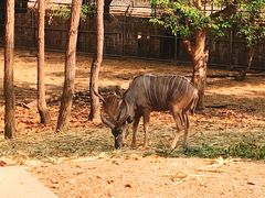 -清迈夜间动物园