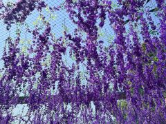 -狼山风景名胜区