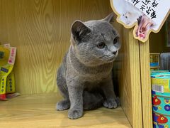 -中农大我爱我爱动物医院·核磁CT·猫病·24小时夜诊中心(石佛营店)