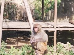 -西双版纳原始森林公园