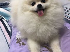 -申普宠物医院·眼科·心内科·影像科(普陀分院)