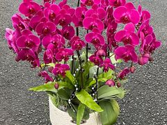 -F.Story 花和故事(新天地店)