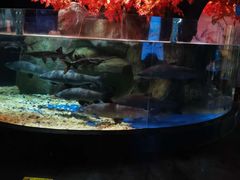 -成都浩海立方海洋公园