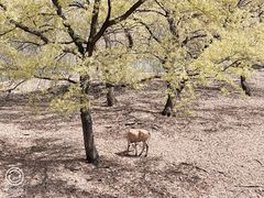 -合肥野生动物园