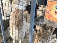 -意大利农场度假村