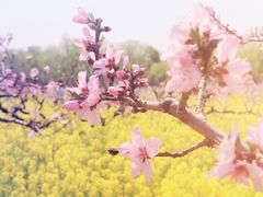 -南汇桃花村