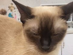 -喵园·猫主题咖啡厅·撸猫·猫咖(国贸店)