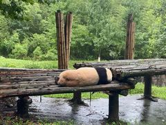 -都江堰中华大熊猫苑
