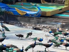 -西双版纳原始森林公园
