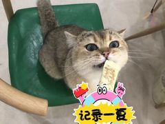 -藏猫猫咖啡主题馆(中央大道店)
