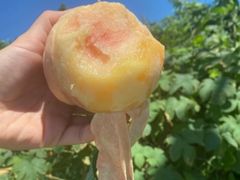 -老袁家蜜桃农场·阳山水蜜桃