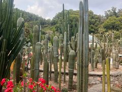 -深圳仙湖植物园