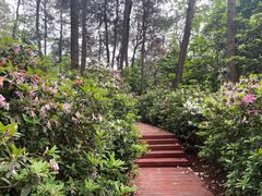 -铁山坪森林公园