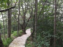 -内乡宝天曼生态旅游区