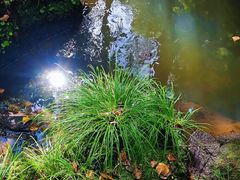 -五营红松林海景区