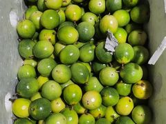 -沈阳市八家子水果批发市场