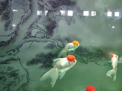 -北戴河圣蓝海洋公园