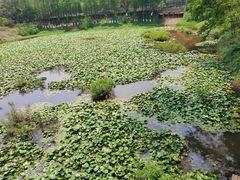 -番禺大夫山森林公园