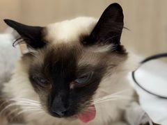 -北京观赏动物医院·24小时大型综合·猫专科·异宠专科