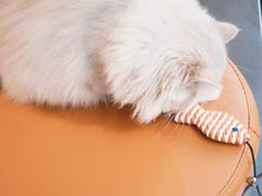 -琪喵猫屋·撸猫猫咖·猫舍