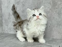 -小猫来了·猫舍(红山六九七九店)