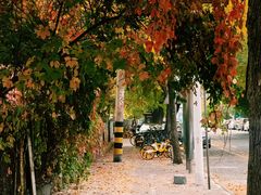 -天津五大道文化旅游区