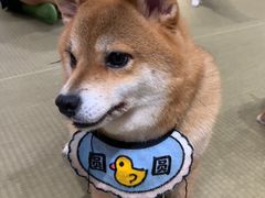 -逗柴咖啡屋·狗咖猫咖宠物桌游
