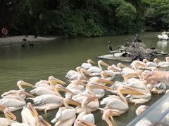 -广州长隆飞鸟乐园