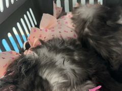 -纳吉亚猫专科动物诊疗中心(蒋宅口分院)