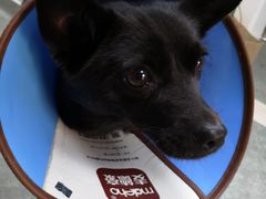 -安安宠医·安宠宠物医院