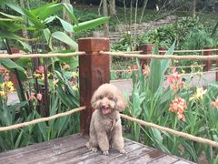 -重庆彩云湖湿地公园