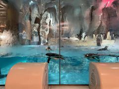 -帝企鹅自助餐厅•儿童岛•真企鹅(长隆企鹅酒店)