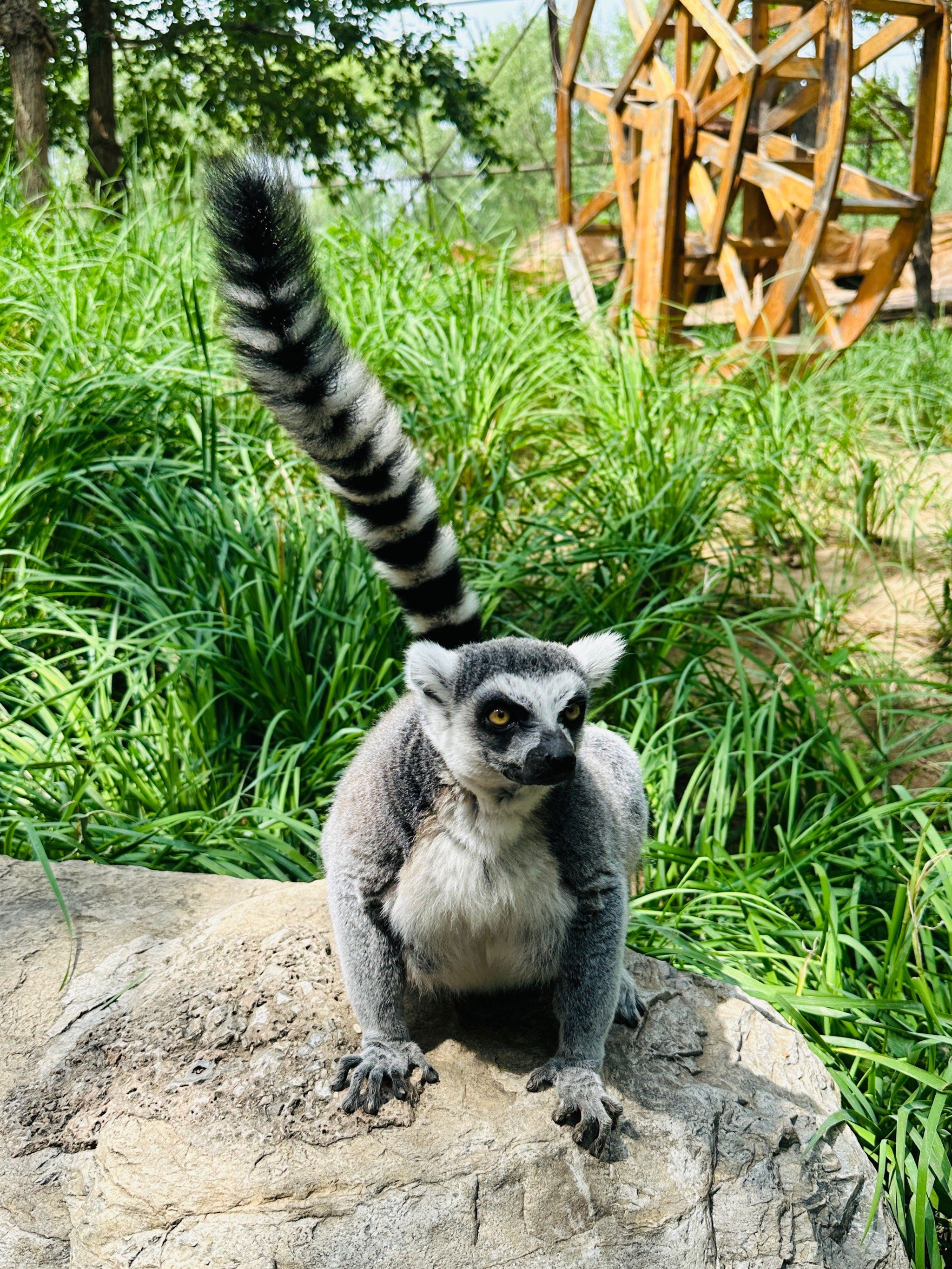 茶余饭后见个动物朋友