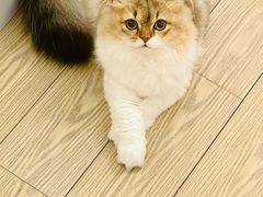 -momokira米努特·德文卷毛猫·棉花面纱犬