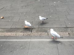 -悉尼歌剧院