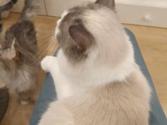-有喵·猫咖·狗咖·30几只猫10只小狗(岗厦店)