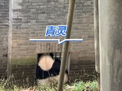 -都江堰中华大熊猫苑
