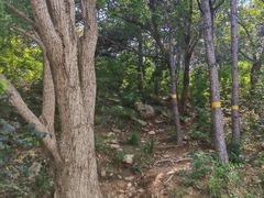 -北京西山国家森林公园