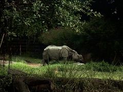 -夜间野生动物园