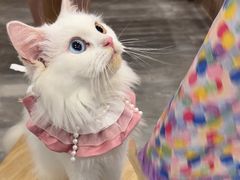 -楼上猫咖(罗湖店)
