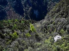 -武陵山森林公园