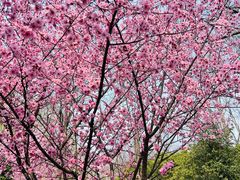 -洛阳市隋唐城遗址植物园