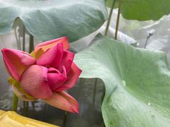 -广州莲花山旅游区