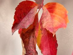 -陈麻婆豆腐(旗舰店)