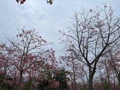 -风云岭森林公园