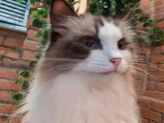 -豆逗聊愈猫阁Easy Life