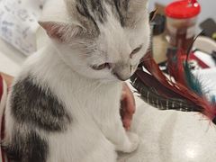 -艾吉宠物医院·疑难杂症转诊中心·猫友好(碧江路院)